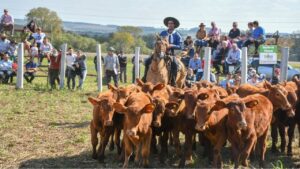 Remataron más de 700 cabezas de ganado bovino