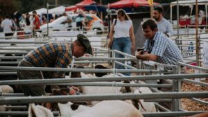 Dos de Mayo fue escenario del Primer Remate ovino de la zona centro