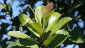 Yerba mate: nuevos precios de la materia prima