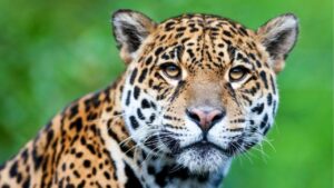 Día del Yaguareté: el felino más grande de nuestro continente