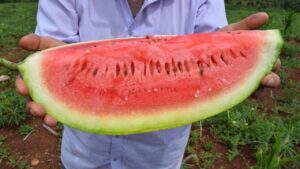 Este viernes inicia la Fiesta Provincial de la Sandía