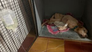 Rescatan una mascota en peligro pero sus dueños tomaron acciones legales