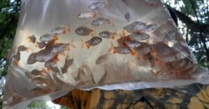 En Campo Viera será el lanzamiento del programa de fortalecimiento de la acuicultura misionera