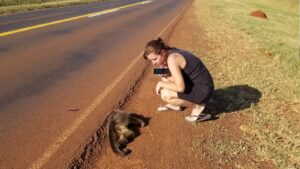 Buscan declarar monumento natural al mono aullador negro y dorado