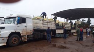 Incautan más de 10 toneladas de marihuana en tres operativos