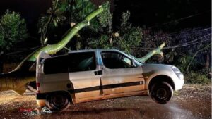 Se salvó de milagro: un árbol cayó sobre su auto