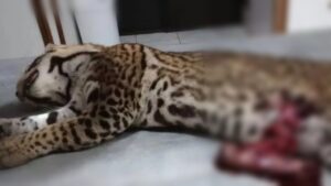 La biodiversidad de la Selva Misionera continúa amenazada