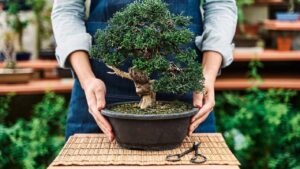 Exposición de Bonsai en el Parque de las Naciones