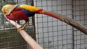 El Jardín de los Pájaros se convertirá en un parque temático