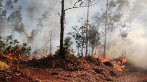 Por el calor, comenzaron a registrarse incendios