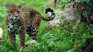 Vida Silvestre lanzará la campaña «Yaguá la caza» en contra de la caza furtiva