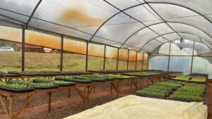 Oberá puso en funcionamiento el programa de plantinera de siembra hortícola