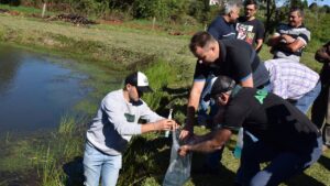 Nueva entrega de alevines en Campo Viera