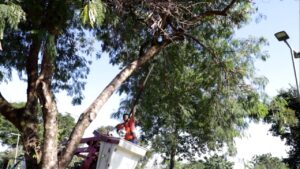 Comienza el operativo de Podas Urbanas en Oberá