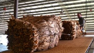 Confirman que se reanuda el acopio del tabaco en Misiones