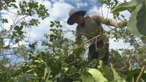 Tareferos: «Mucha gente se va a Brasil o Paraguay para seguir subsistiendo»
