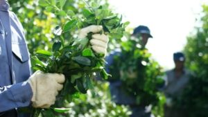 El CeTYM realizará empadronamiento de productores yerbateros en Campo Ramón