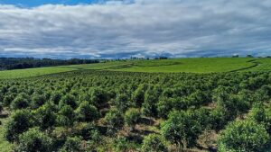 Darío Schauer: «El panorama de la producción tealera es incierto»