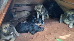 Patitas Felices: Adoptar una mascota es una gran responsabilidad