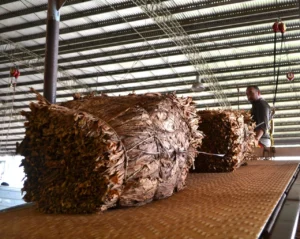 Inició el acopio de tabaco y anticipan un buen año para el sector