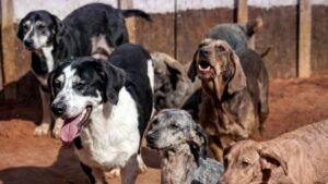 Allanaron chacras buscando a los perros desaparecidos sin éxito