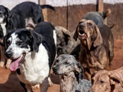 Allanaron chacras buscando a los perros desaparecidos sin éxito
