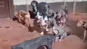 El intendente de Guaraní investigado por la desaparición de más de 20 perros