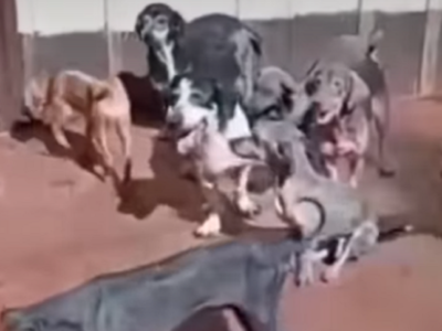 El intendente de Guaraní investigado por la desaparición de más de 20 perros