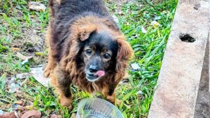 Caso 23 perros de Guaraní: «Los perros que encontraron no son los que estamos buscando»
