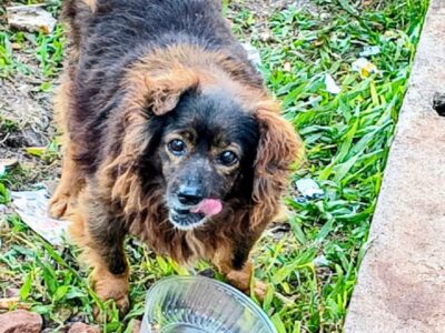 Caso 23 perros de Guaraní: «Los perros que encontraron no son los que estamos buscando»