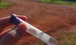 Fenómeno del Niño: Por las lluvias advierten sobre el riesgo de dengue en Oberá