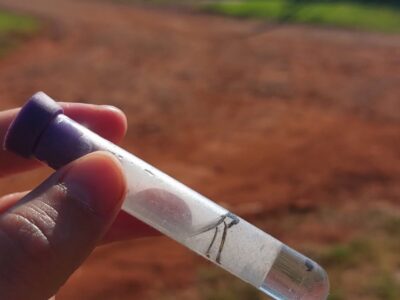 Fenómeno del Niño: Por las lluvias advierten sobre el riesgo de dengue en Oberá