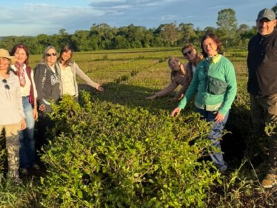 Especialista en té recorre Misiones para conocer a los productores de la tierra colorada