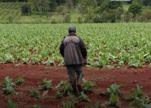 “Nunca viví algo así”: el drama de un productor tabacalero de San Vicente tras la granizada